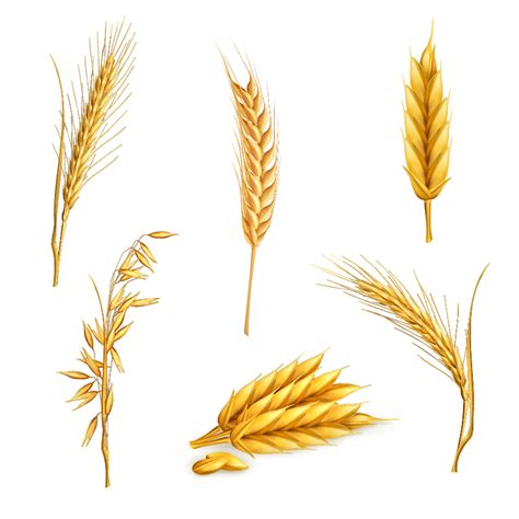 wheat stalk clipart 20 free Cliparts | Download images on Clipground 2024