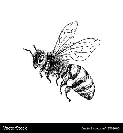 Sketch honey bee side view drawing Royalty Free Vector Image