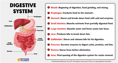 Parts of Digestive System and its Functions