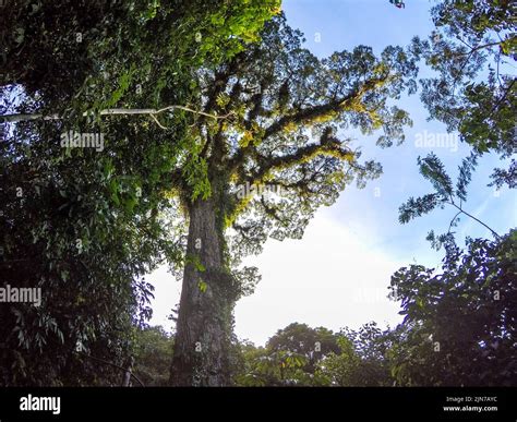 View of the trail between the neighborhoods of jacarepagua and Big Field in rio de janeiro Stock ...