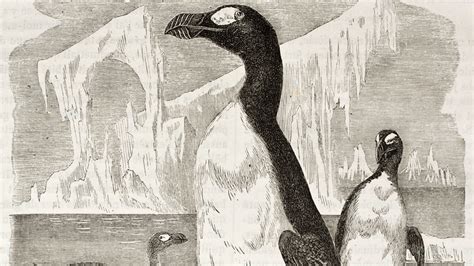 The Real Reason The Great Auk Penguin Went Extinct