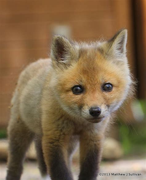 Cute Baby Red Fox