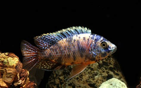 Imperial Tropicals - Buy aquarium fish direct from the breeder