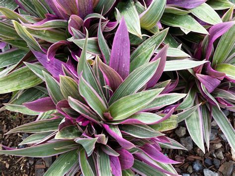 This selection of Tradescantia (Rhoeo) spathacea forms a rosette of ...