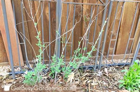 Pruning Russian Sage: Step-By-Step Instructions - Get Busy Gardening