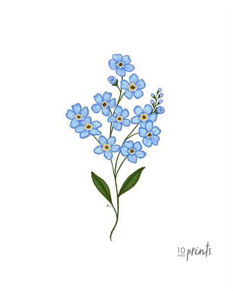 Forget-me-not Color Illustration - Alaska State Flower Drawing ...