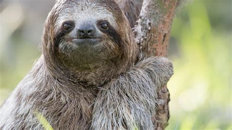 Sloths: The World's Slowest Mammals