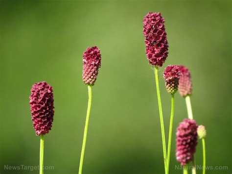 Burnet: A small shrub packed with huge health benefits – NaturalNews.com