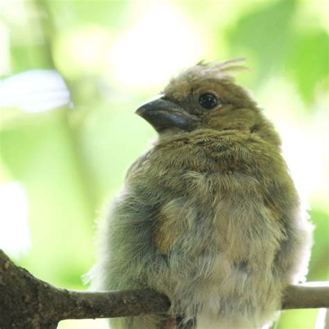 A Close Up Look at a Family of Cardinals | Loulou Downtown