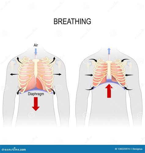 Diaphragm Cartoons, Illustrations & Vector Stock Images - 8256 Pictures ...