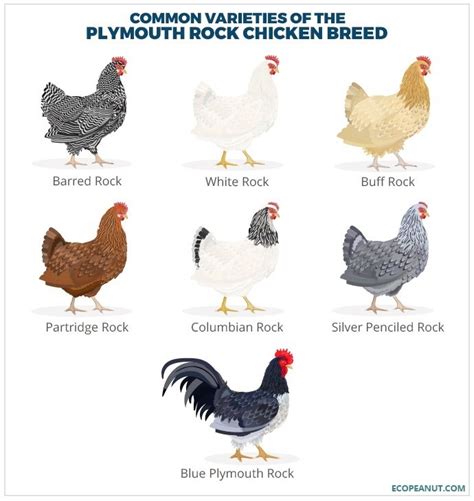 Plymouth Rock Chicken Breed guide - Eco Peanut