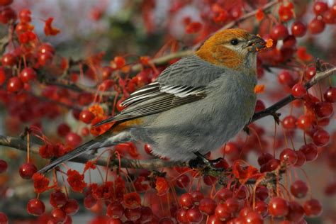 Naturespeak: Whistler’s 2023 Annual Christmas Bird Count - Pique ...