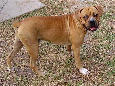 Bulloxer Dog Breed Information and Pictures | Dog breeds, English bulldog, English bulldog puppies