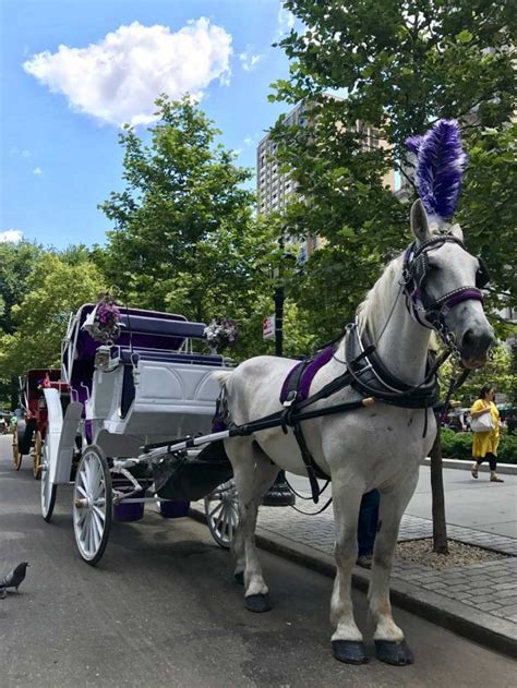 central-park-horse-carriage-rides-10 - CENTRAL PARK CARRIAGES OFFICIAL TOURS & RIDES