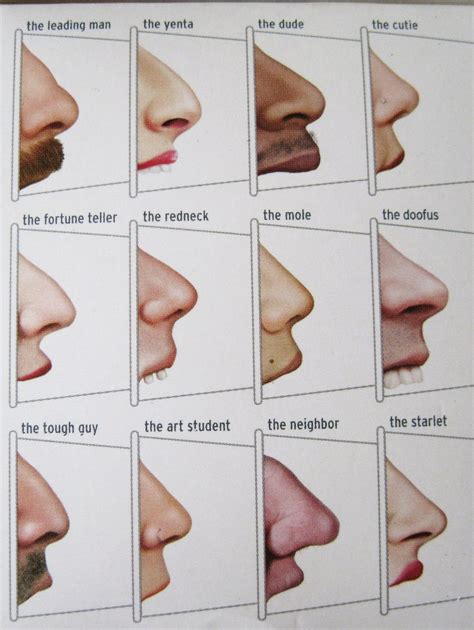 Various nose shapes from profile view | Student art, Nose shapes, Doofus