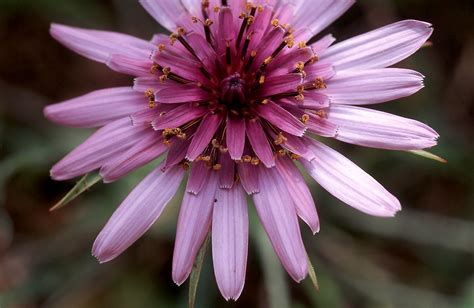 Flower Gallery :: Asteraceae :: 595_19