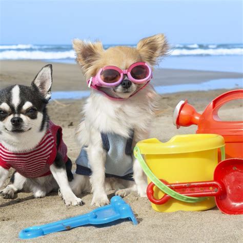 Must-Have Beach Gear for Your Dog | Greenfield Puppies | Puppy find ...