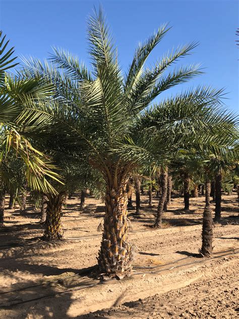 Phoenix Sylvestris Palm Trees For Sale in Sanger, California (Silver ...