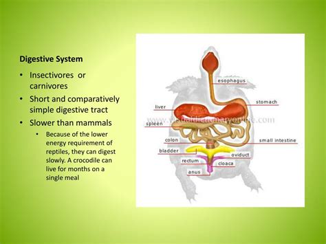 PPT - Reptiles PowerPoint Presentation, free download - ID:2127368