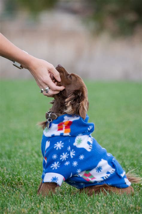 Hoodie Dog Sweater Pattern – Ellie and Mac