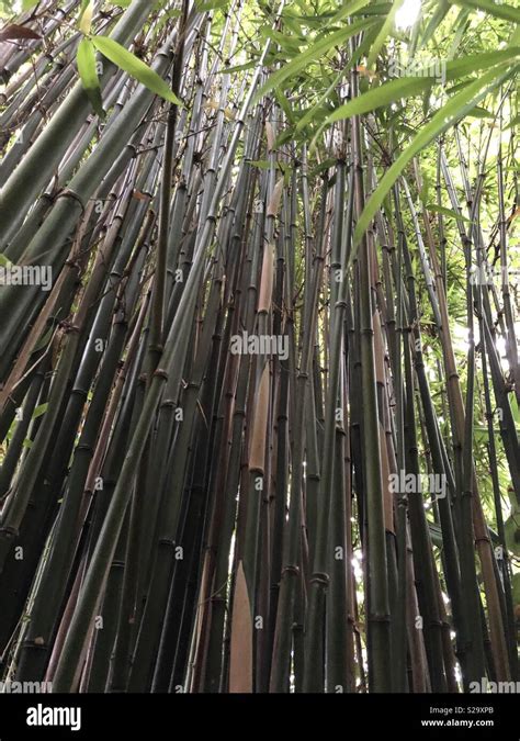 Tall bamboo plants shot from the ground Stock Photo - Alamy