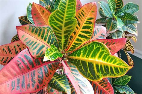 How to Cultivate Croton Plants Indoors | Gardener’s Path