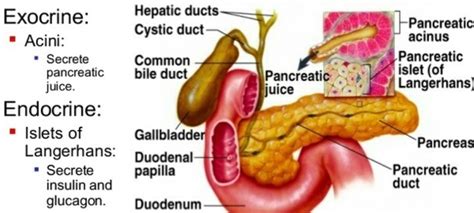 What Is A Major Function Of Pancreatic Juice? | Total Organic