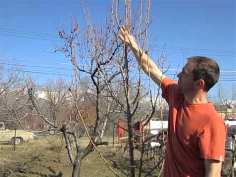 Pruning Pear Trees Diagram