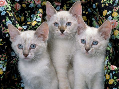 Siamese Kitten Wallpapers - Wallpaper Cave