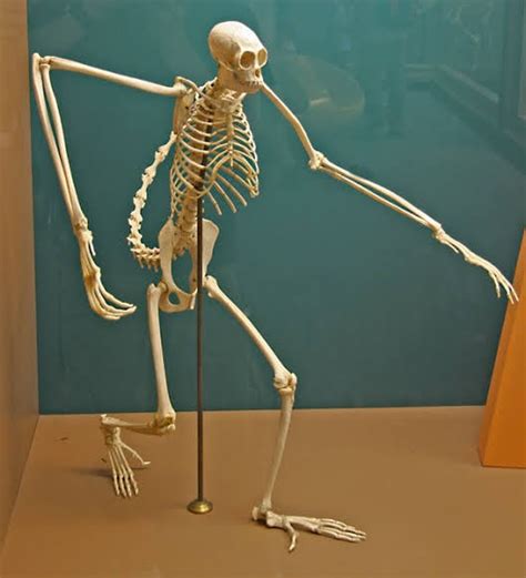 Spider monkey skeleton : oddlyterrifying