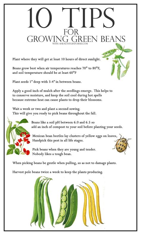 10 Tips for Growing Green Beans - A Healthy Life For Me