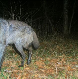 Rurality: Melanistic coyote?