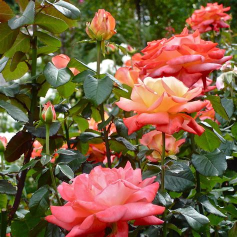 Row of Roses Photograph by Bonnie See - Fine Art America