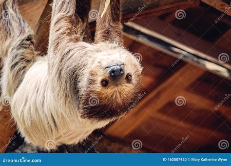 Sloth hanging upside down stock photo. Image of upside - 163887420