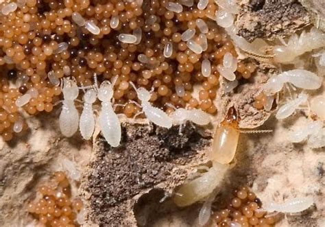 Termite Eggs: What Do Termite Eggs Look Like? [10+ Pictures]