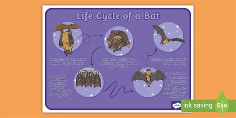 Life Cycle of a Bat Poster (teacher made) - Twinkl