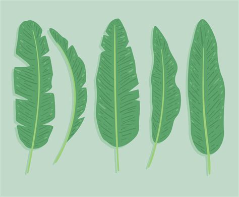 Banana Leaf Vector Vector Art & Graphics | freevector.com