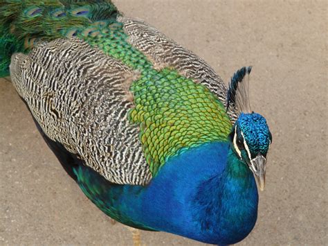 Free Images : bird, wing, animal, green, color, blue, colorful, plumage, vertebrate, creature ...