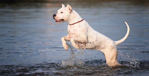 Dogo Argentino Guide (Lifespan, Size & Characteristics)