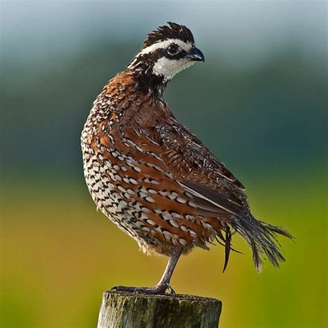 Northern Bobwhite – World of Animal | Beautiful birds, Birds flying ...