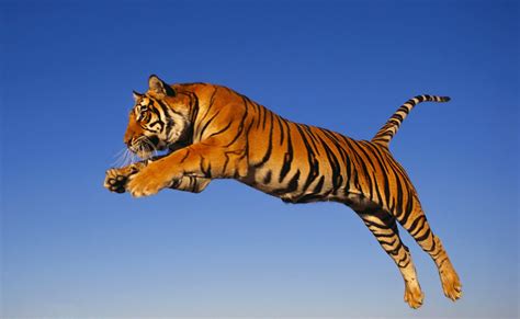 Gambar Harimau Terbaru | Kumpulan Gambar
