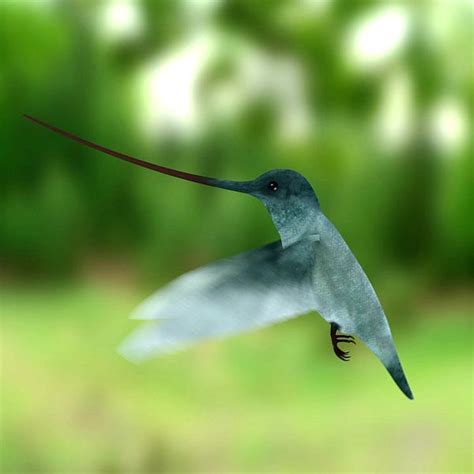 3d colibri bird model