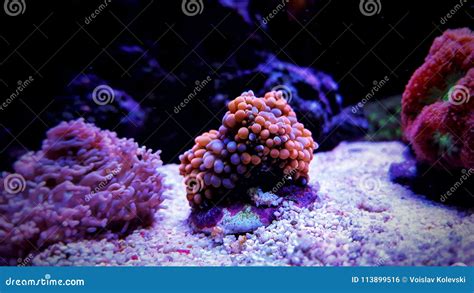 Ricordea Mushroom Coral in Saltwater Reef Aquarium Tank Stock Photo ...