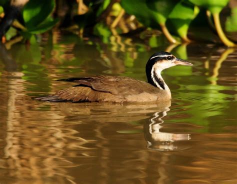 Brazil: Pantanal Birding Tour