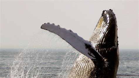 Whales, dolphins in US waters facing habitat loss, food scarcity due to warming waters, study ...