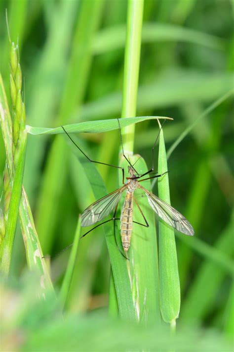 What Do Crane Flies Eat? (10 Tips to Get Rid of Them)