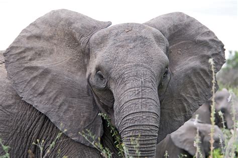 File:Angry elephant ears.jpg - Wikipedia