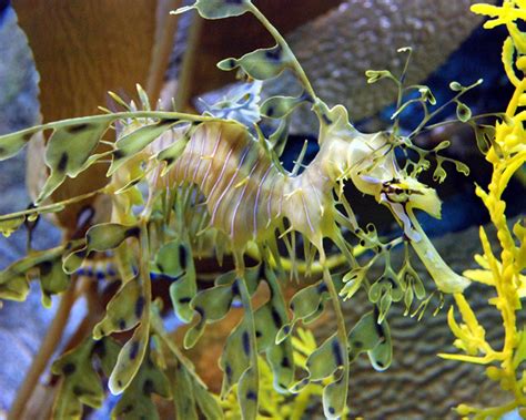 Natural camouflage on a seahorse | Smithsonian Photo Contest | Smithsonian Magazine