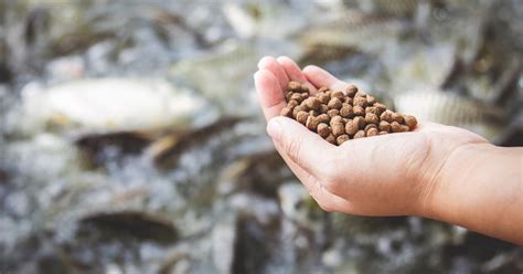 An answer to aquaculture's unsustainable fish feed habit? | Greenbiz