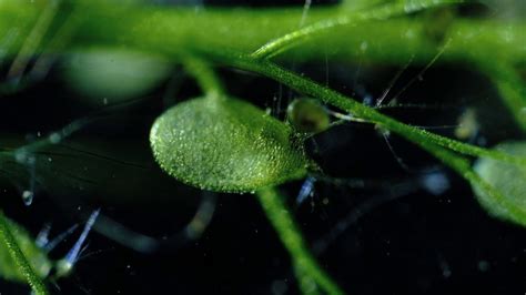 Carnivorous Plants Bladderwort